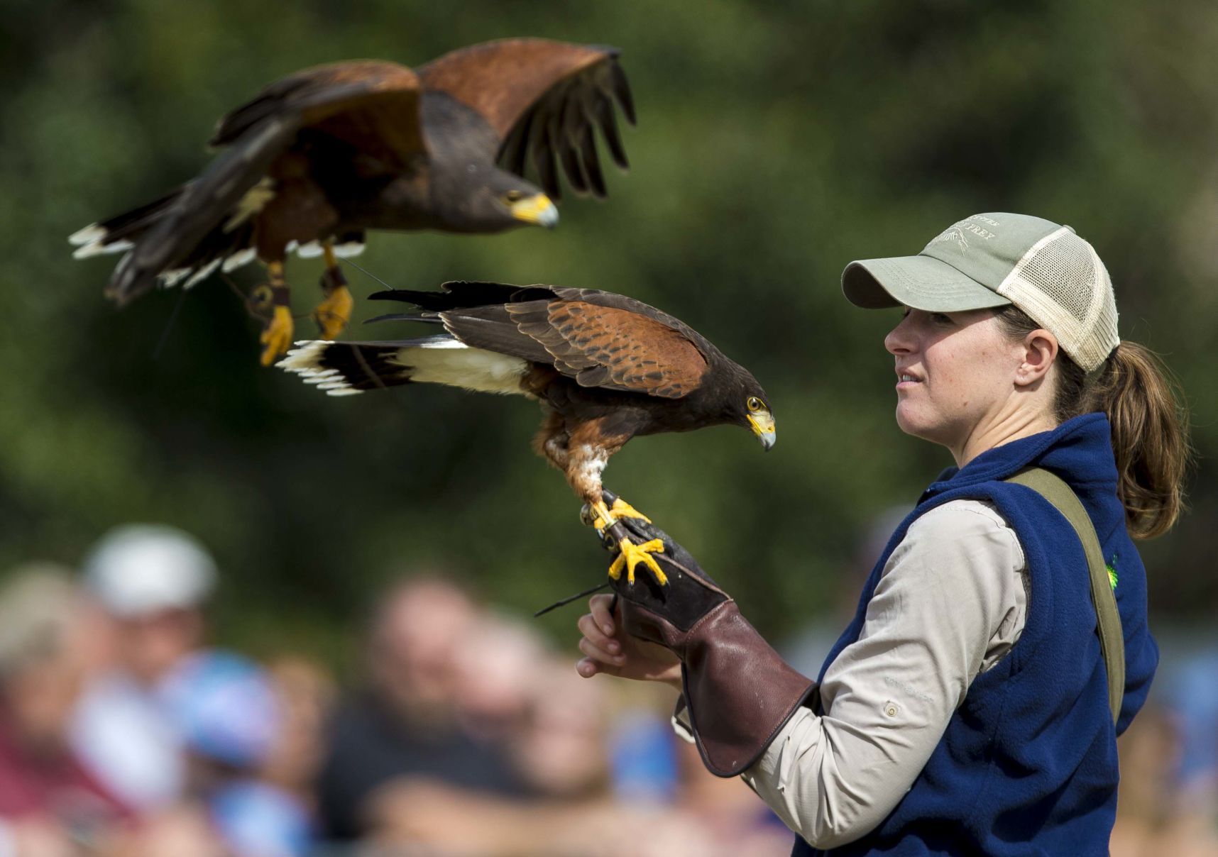 Birds of Prey 2019_01.JPG (copy)
